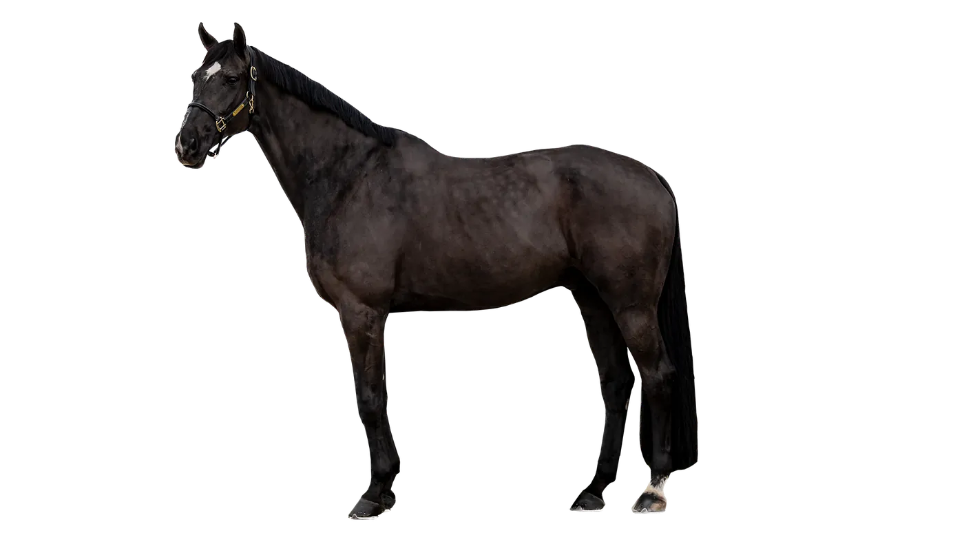 Cheval avec les zones de traitement de la magnétothérapie