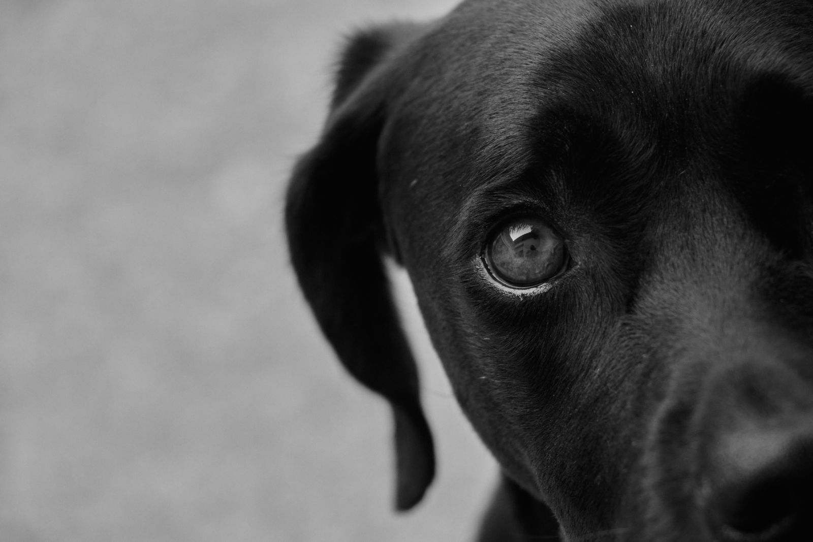 Schwarzer Hund in Nahaufnahme – Magnetfeldtherapie für Hunde