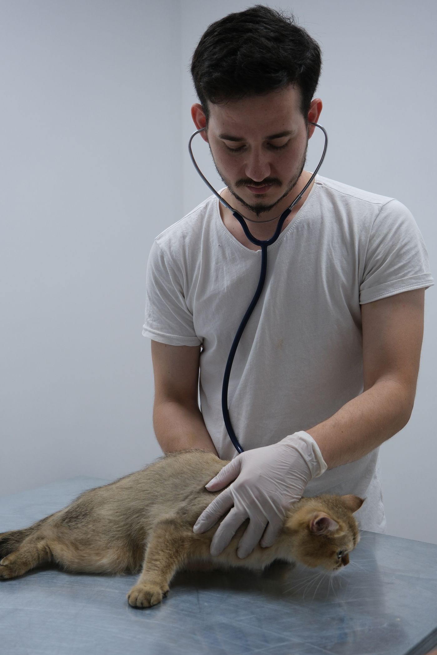 Tierarzt untersucht eine Katze in der Praxis
