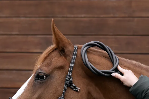 Pferd entspannt während der magXcell Behandlung